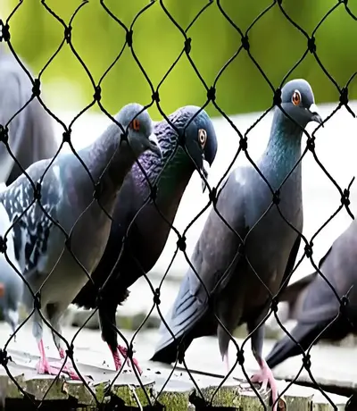 About Pigeon Safety Nets by Sindhu Home Safety