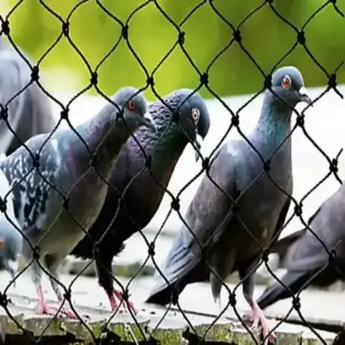 Pigeon Netting Service in Hyderabad